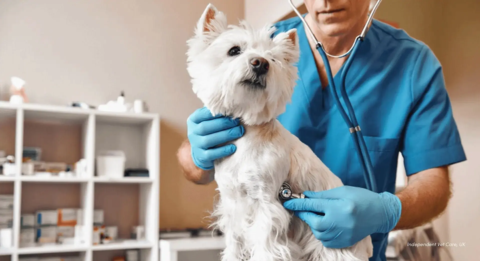 Vets & Animal Care